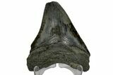 Serrated, Fossil Megalodon Tooth - South Carolina #169207-1